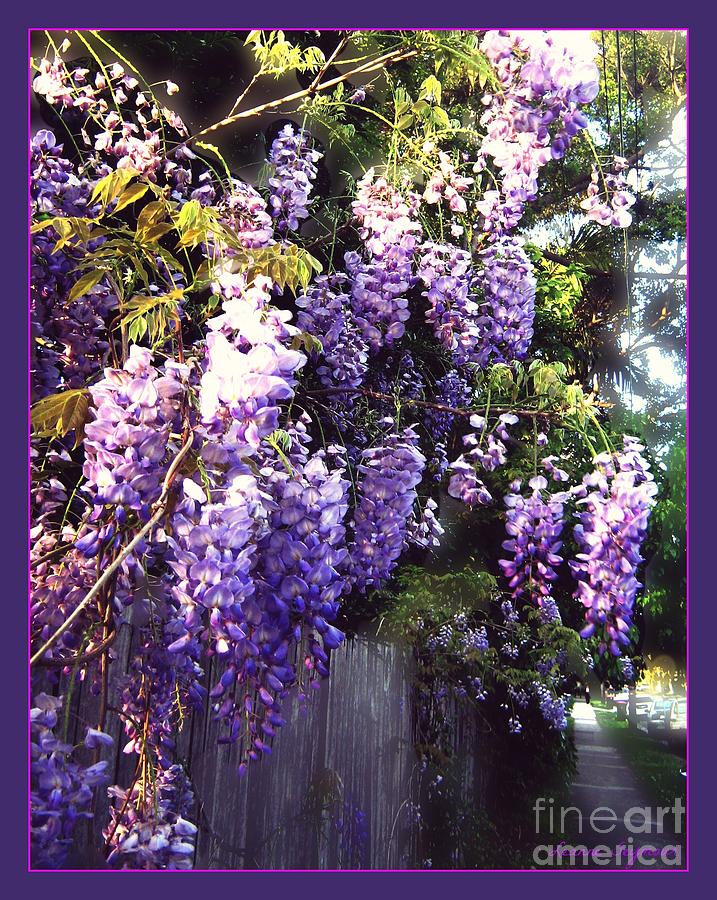 Flower Photograph - Wisteria dreaming by Leanne Seymour