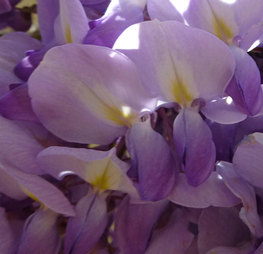 Spring Photograph - Wisteria Duo by Claudia Goodell