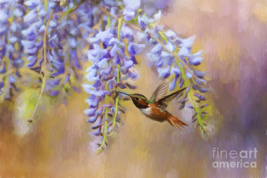 Spring Photograph - Wisteria Elegance by Darren Fisher