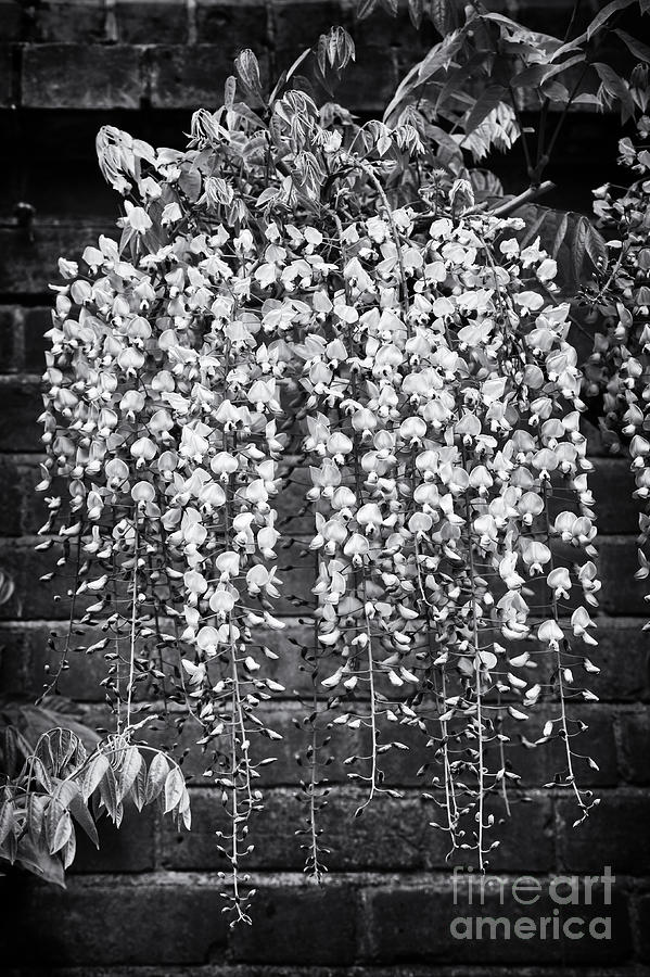 Flower Photograph - Wisteria Floribunda Kuchi Beni  by Tim Gainey