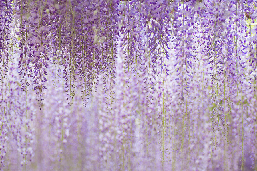 Wisteria Flowers Photograph by Naomi Okunaka