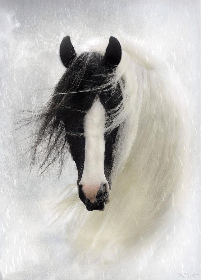 Horses Photograph - Wisteria  by Fran J Scott