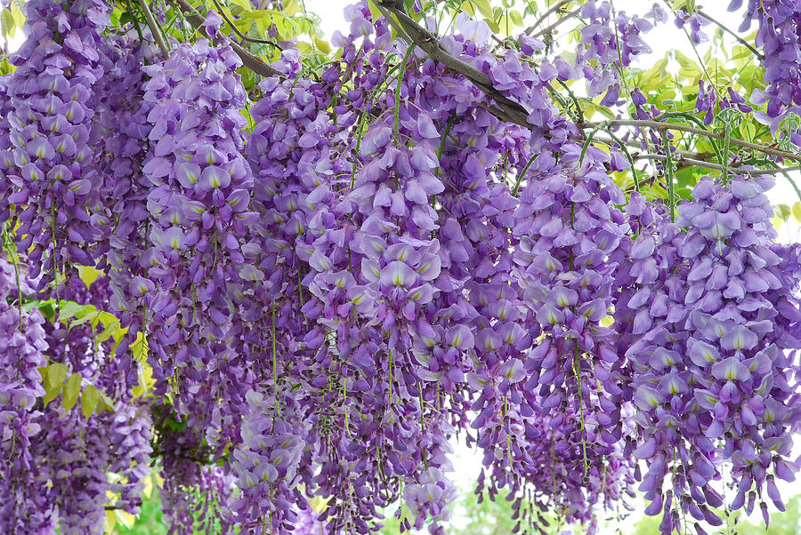 Wisteria Full Bloom Photograph by Michael Hubley