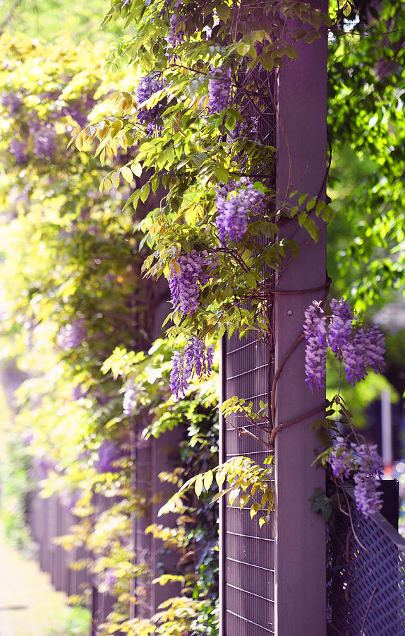 Wisteria Garden 10 Photograph by Jenny Rainbow