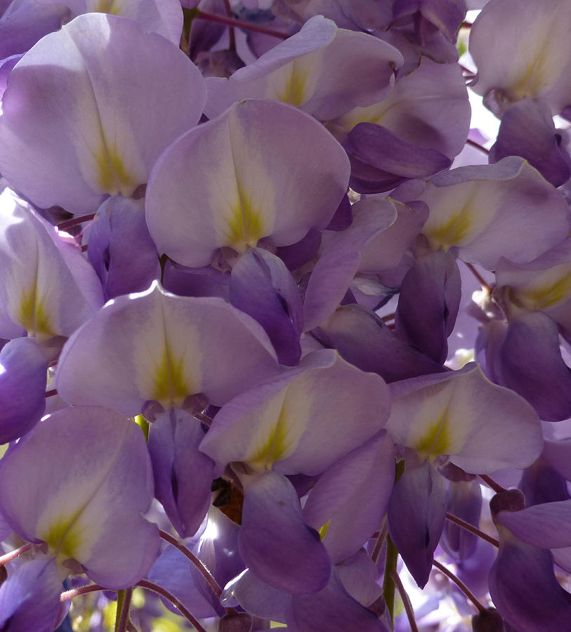Spring Photograph - Wisteria Hysteria by Claudia Goodell