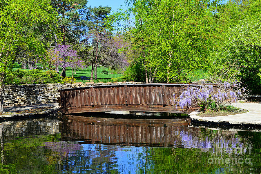 Flower Photograph - Wisteria in Bloom at Loose Park Bridge by Catherine Sherman