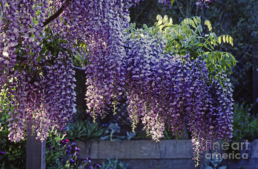 Wisteria in Bloom Photograph by Craig Lovell
