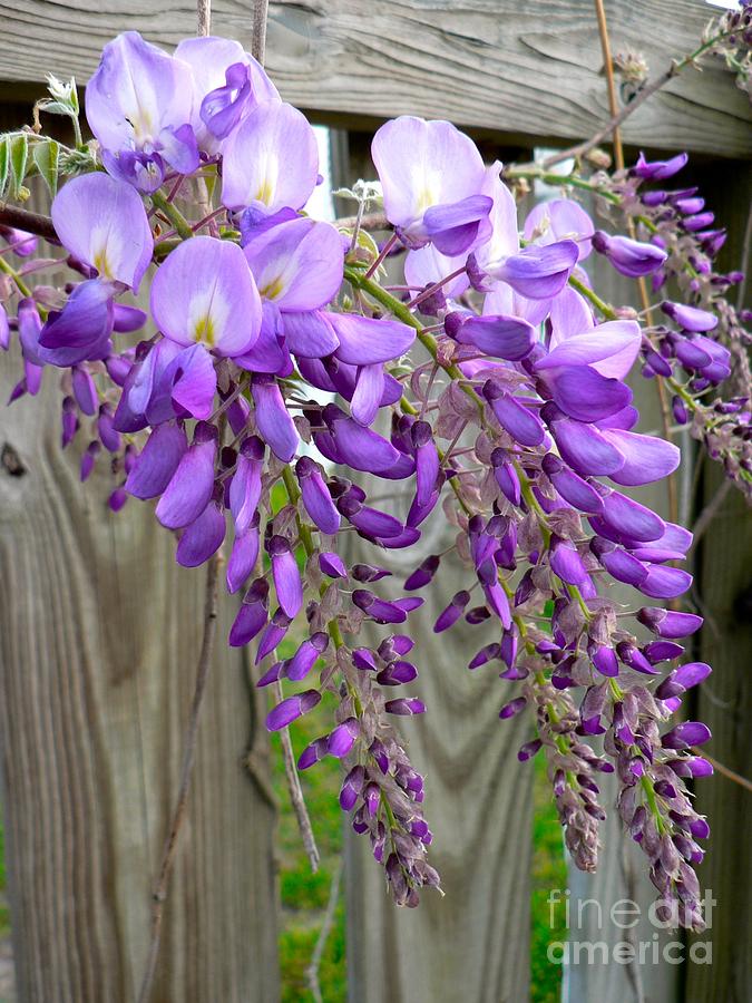 Wisteria  Photograph by Jean Wright