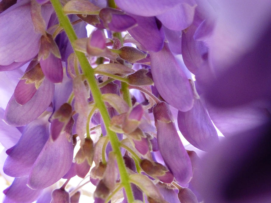Wisteria Macro 1 Photograph by Claudia Goodell