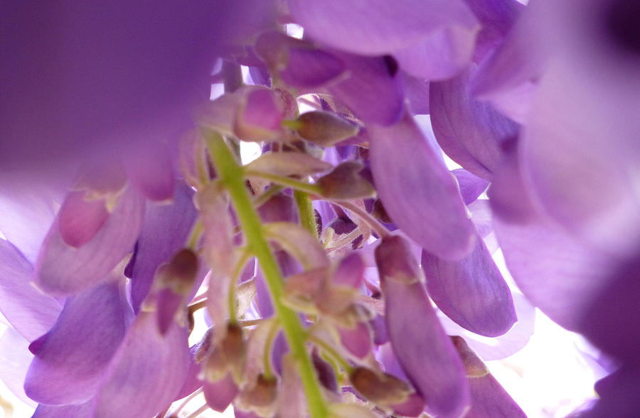 Spring Photograph - Wisteria Macro 2 by Claudia Goodell