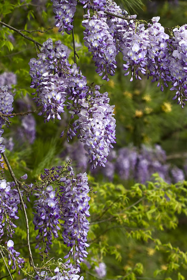 Wisteria Natures Lavender Drapes Photograph by Kathy Clark