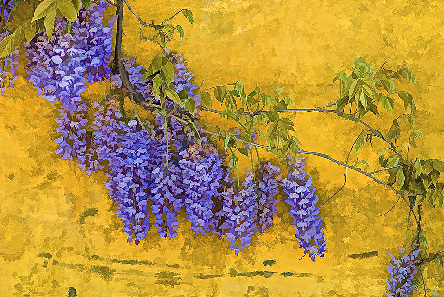 Wisteria of Old World Europe Photograph by David Letts