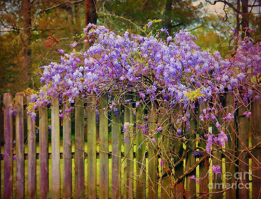 Wisteria on the Fence Photograph by Judi Bagwell