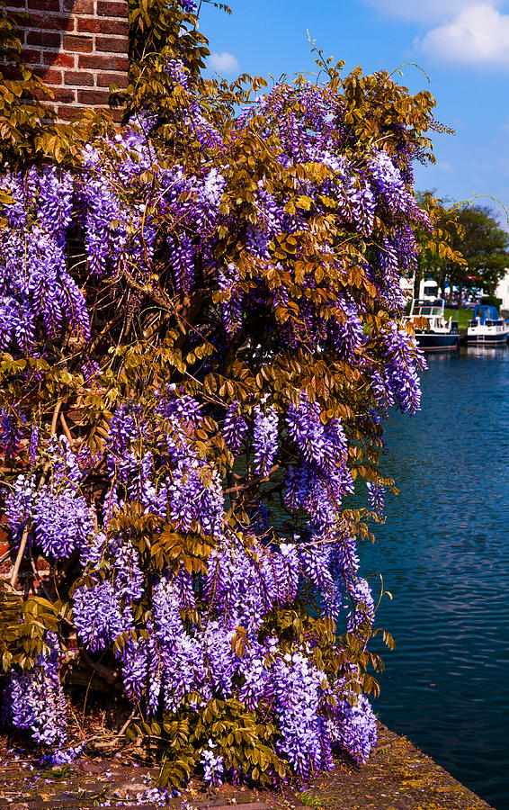 Boat Photograph - Wisteria on the Wall. Brielle. Netherlands by Jenny Rainbow