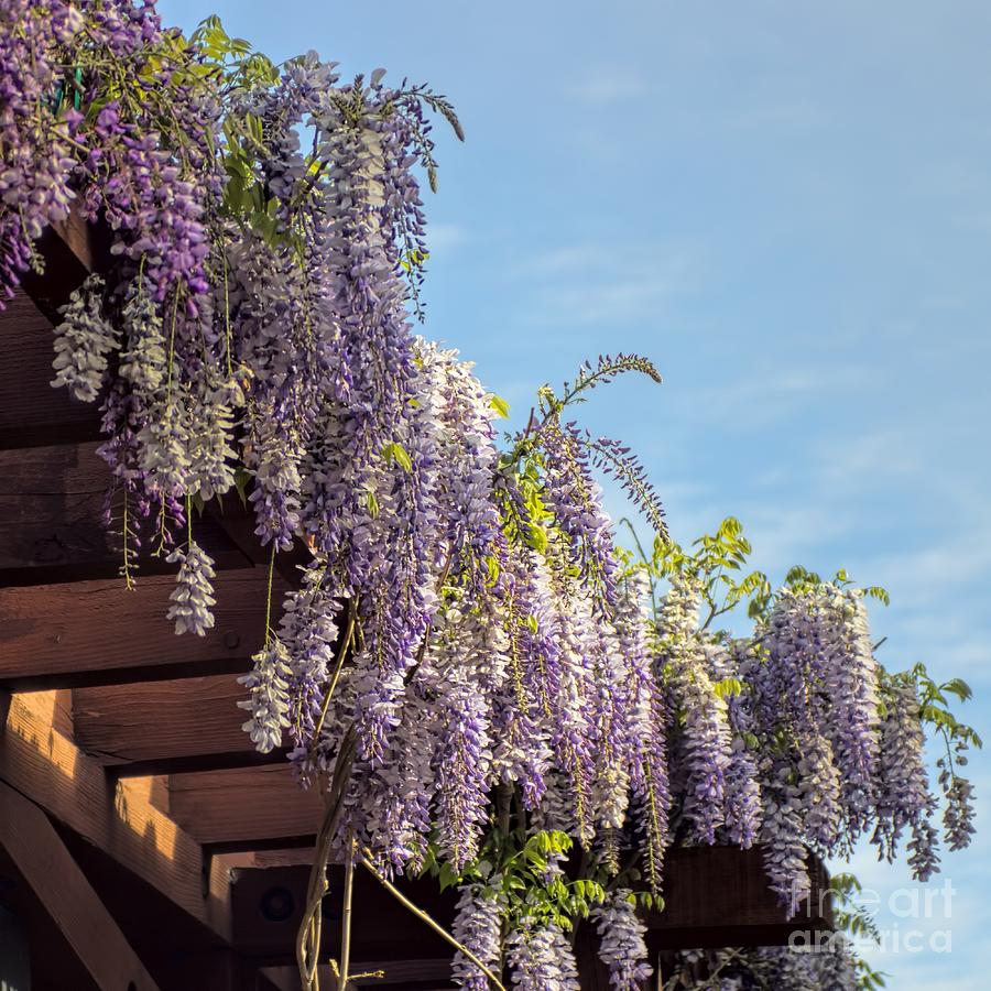 Wisteria Photograph by Peggy Hughes