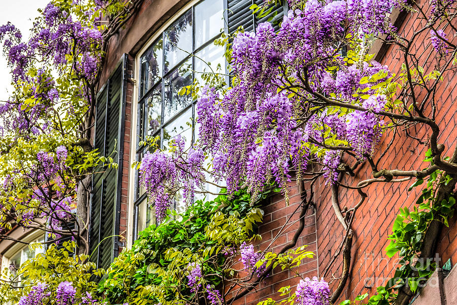 Wisteria Windows Photograph by Susan Cole Kelly