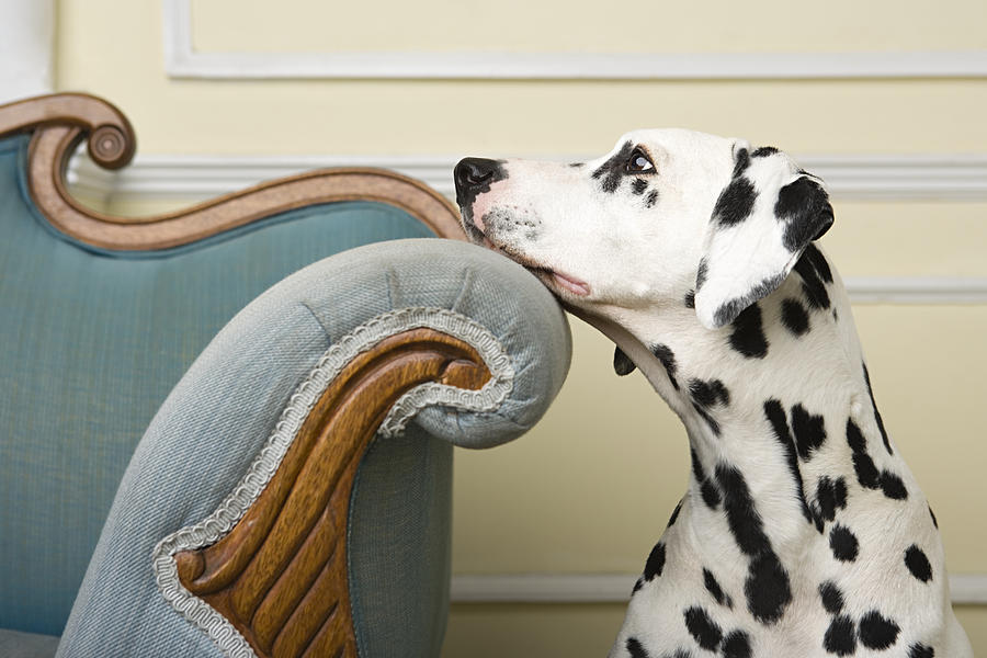Wistful dalmation Photograph by Image Source
