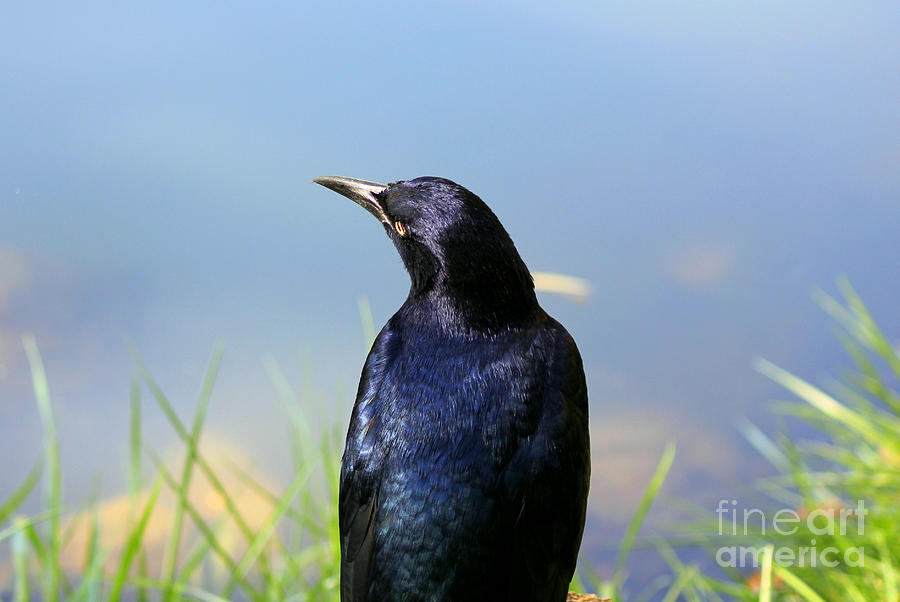 Wistful Thinking Boat-Tailed Grackle Photograph by Kathy  White