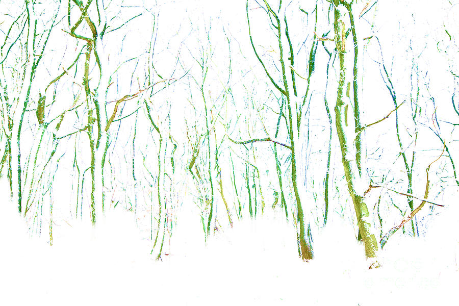 Winter Photograph - Wistful Winter Forest by David Birchall