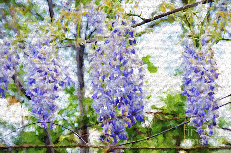 Wistful Wisteria 3 Photograph by Andee Design