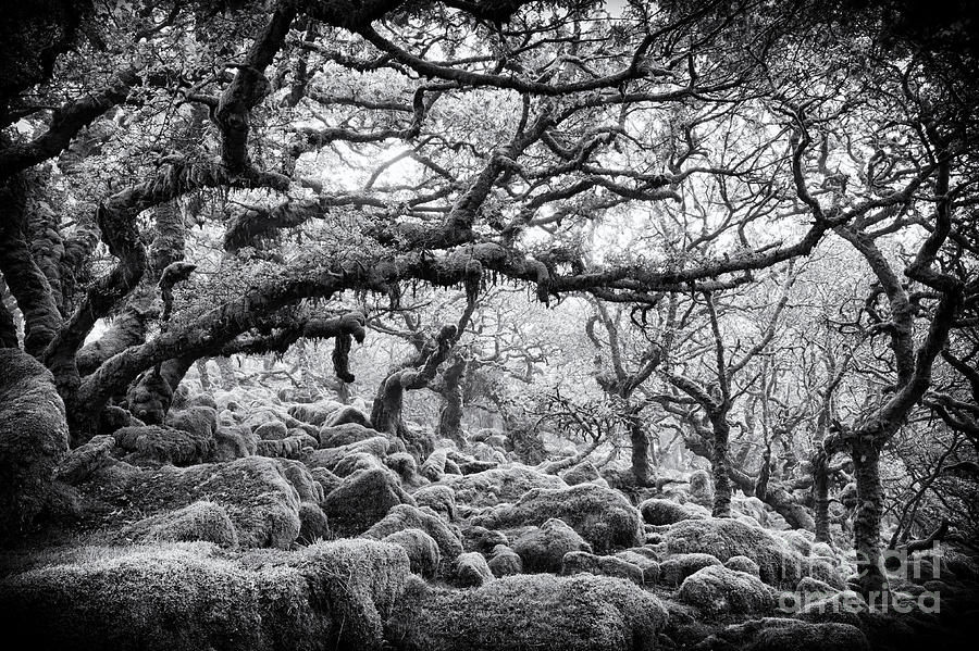 Tree Photograph - Wistmans Wood Dartmoor Devon  by Tim Gainey