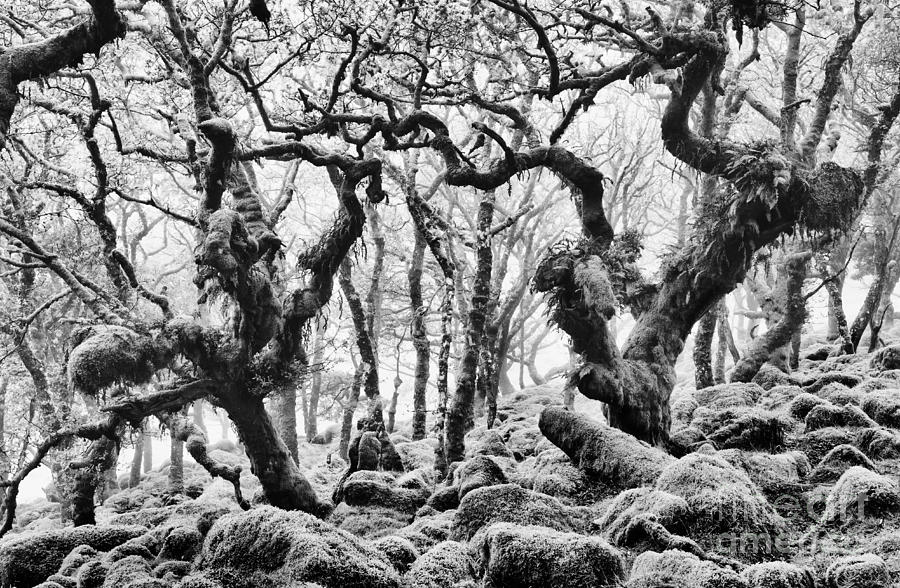 Tree Photograph - Wistmans Wood Devon by Tim Gainey