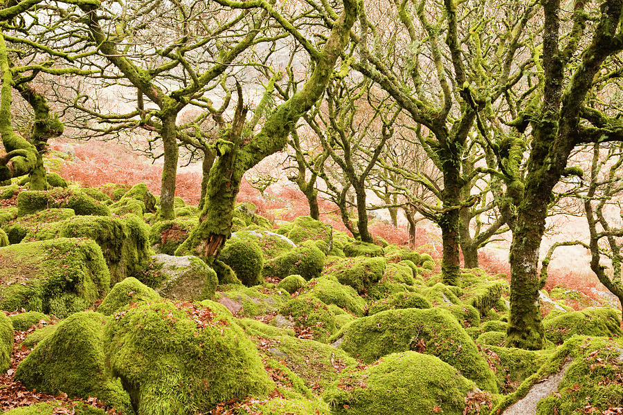 Wistmans Wood In Dartmoor National Park Photograph by Julian Elliott Photography
