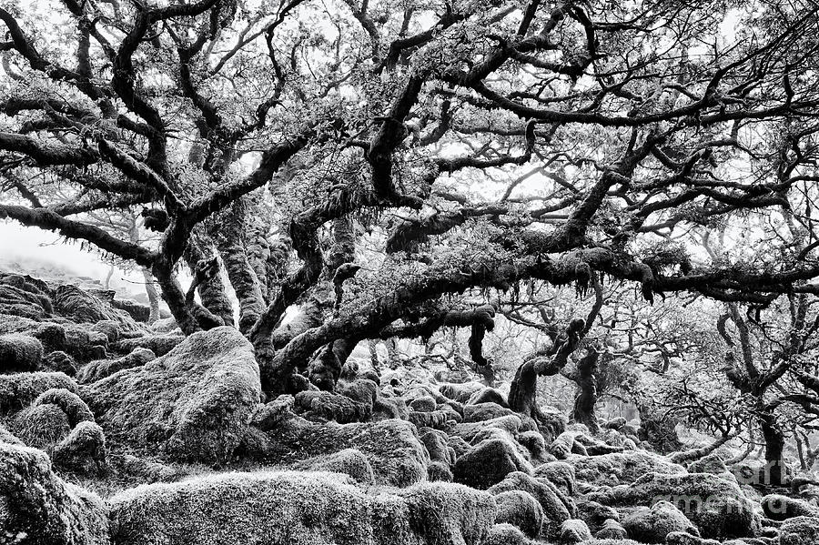 Tree Photograph - Wistmans Wood  by Tim Gainey