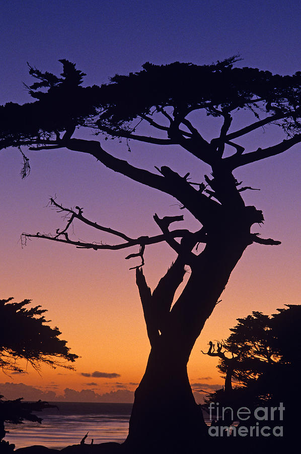 Witch Tree Monterey Photograph by Jim Corwin
