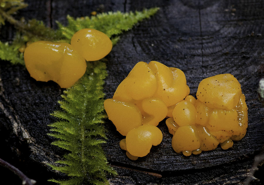 Witches Butter Photograph by Betty Depee