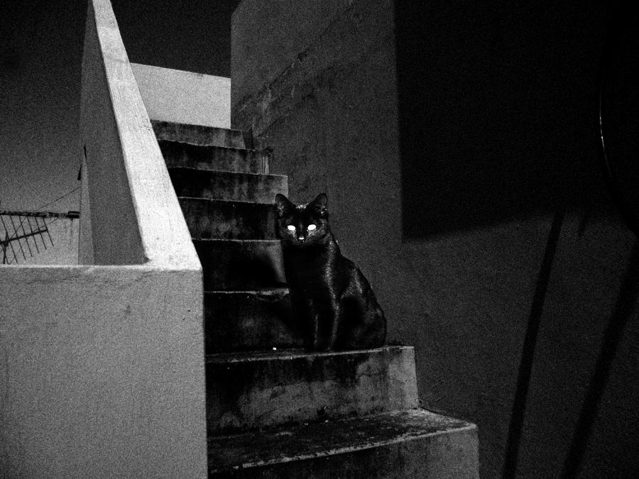 Witchs Cat in moonlight... Mixed Media by Salman Ravish