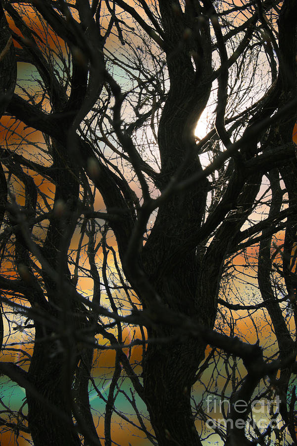 Sunset Photograph - Witchs forest by Lali Kacharava