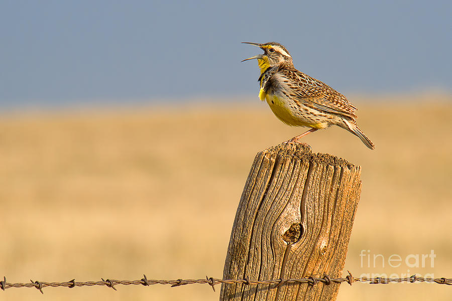 Meadowlark Photograph - With a Song in My Heart by Jim Garrison
