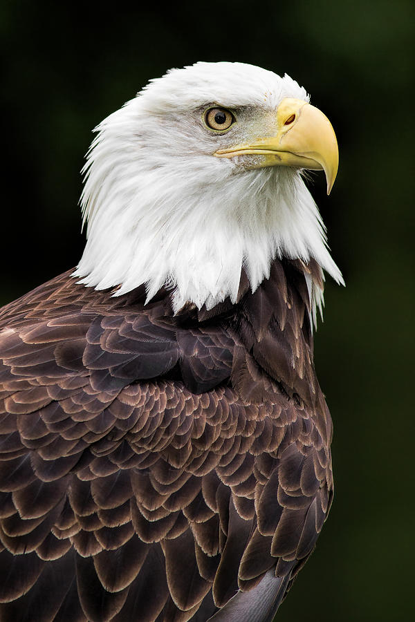 Bald Eagle Photograph - With Dignity by Dale Kincaid