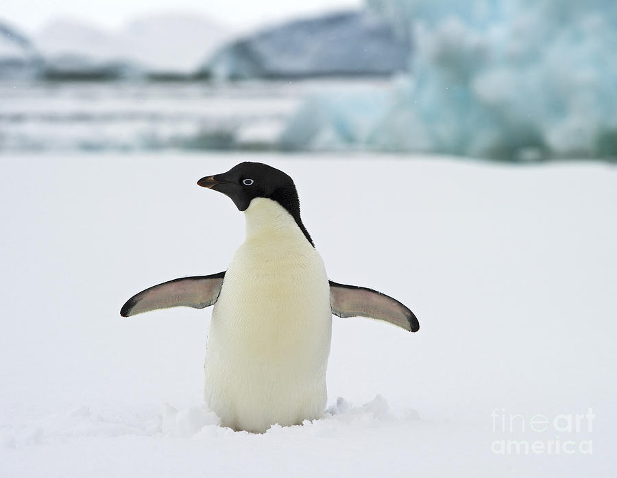 Penguin Photograph - With Flaps Wide Open... by Nina Stavlund