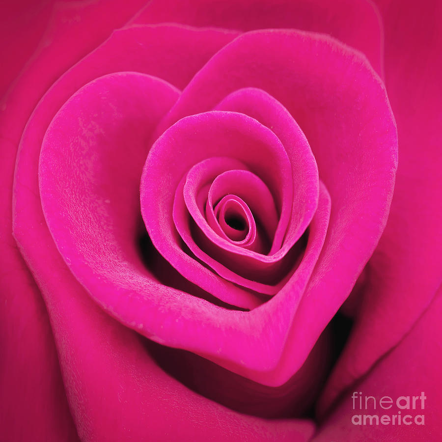 Nature Photograph - Heart shaped rose by Delphimages Photo Creations