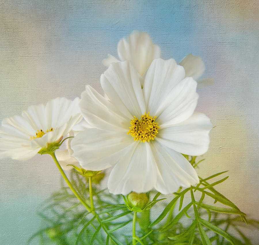 Flower Photograph - With Love by Kim Hojnacki