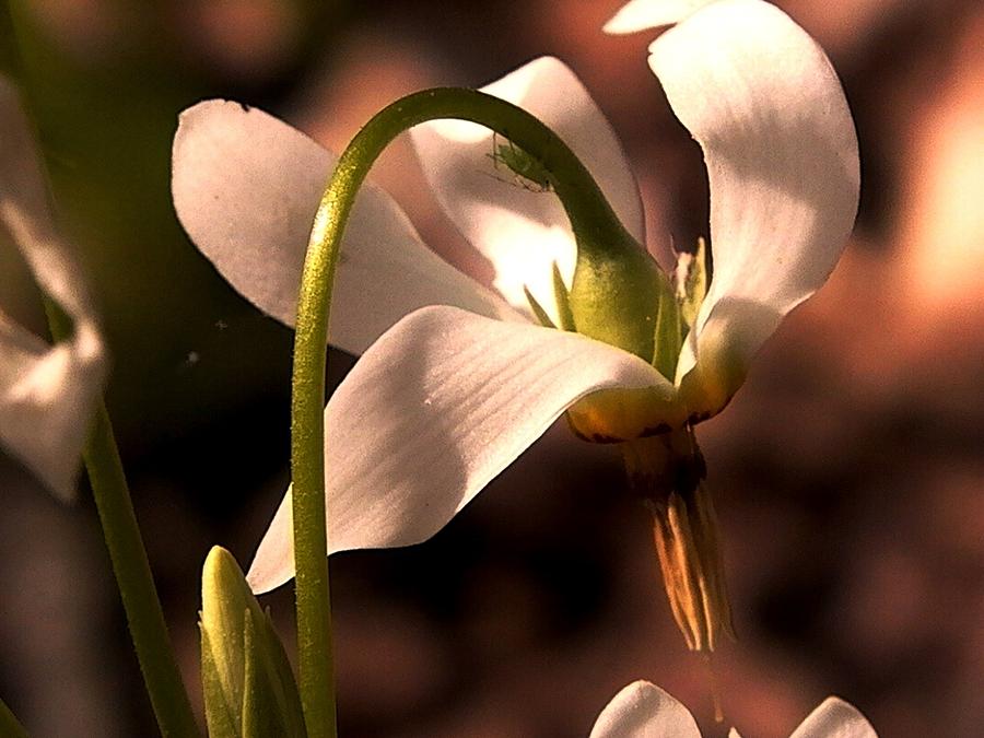 With Love Unconditional Photograph by Theresa Asher Fine Art America