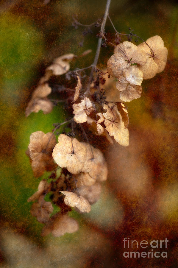 Fall Photograph - With the Passing of Time by Venetta Archer