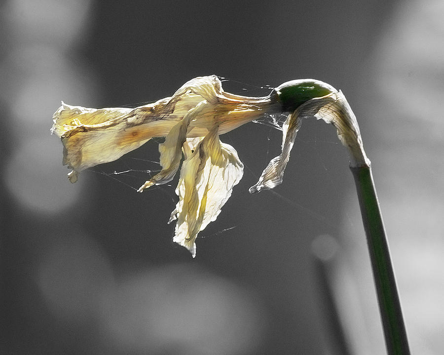 Daffodil Photograph - Withered Daffodil by Keith Thorburn LRPS EFIAP CPAGB