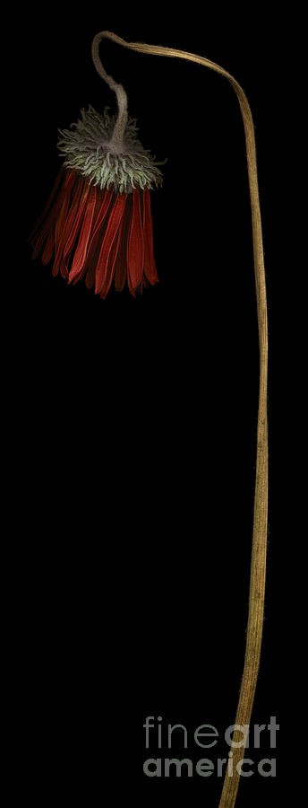 Daisy Photograph - Withered red gerbera daisy by Oscar Gutierrez