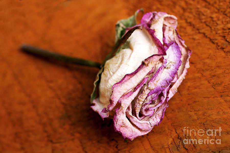 Withered Rose Photograph by Jim Orr Withered Rose Photograph by Jim Orr