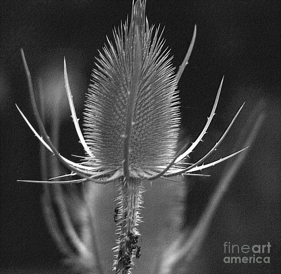 Withered Thistle Photograph by Eva-Maria Di Bella