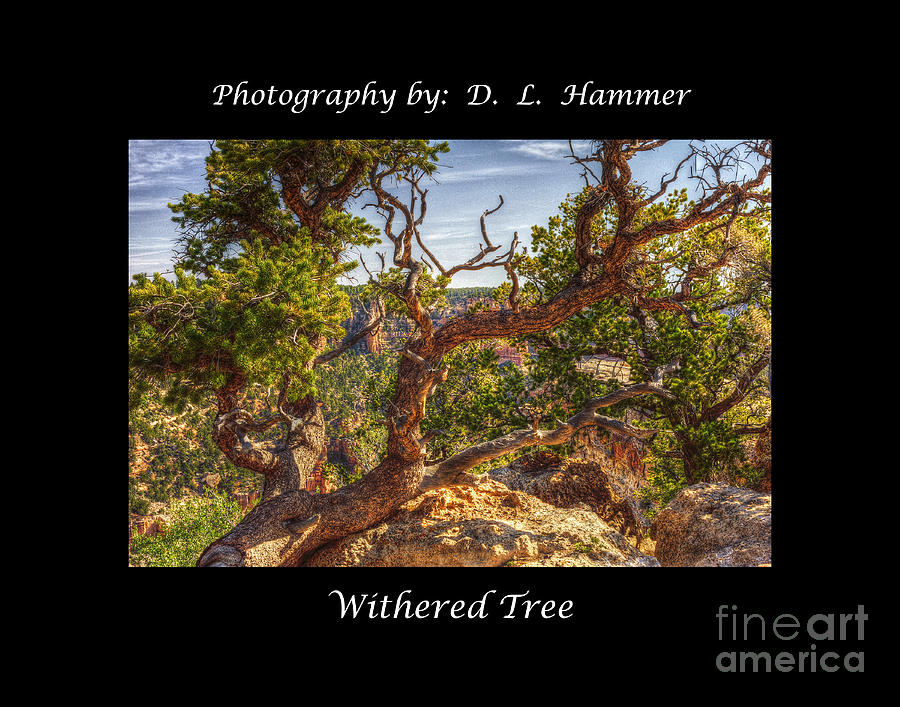 Withered Tree Photograph by Dennis Hammer