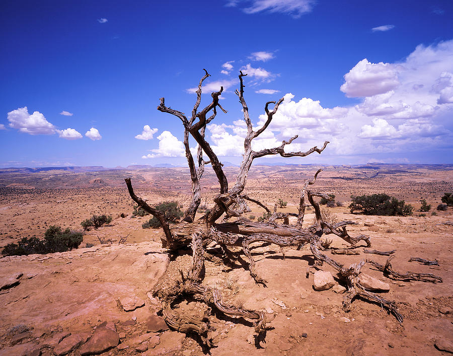 Withered Tree Paria Canyon Photograph by Rich Franco