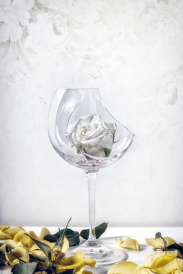 Still Life Photograph - Withered White Rose by Joana Kruse