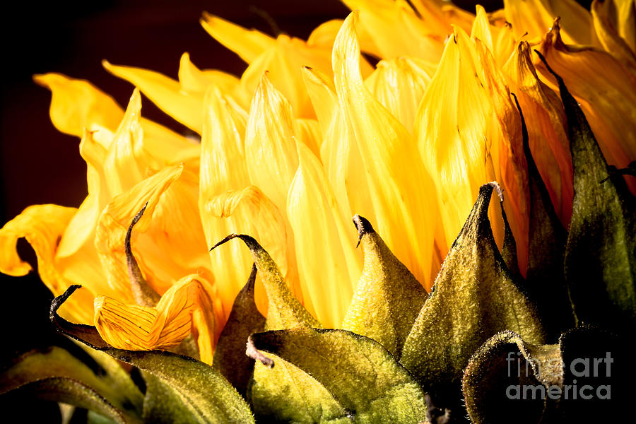 Sunflower Photograph - Withering Sunflower by Cari Madsen