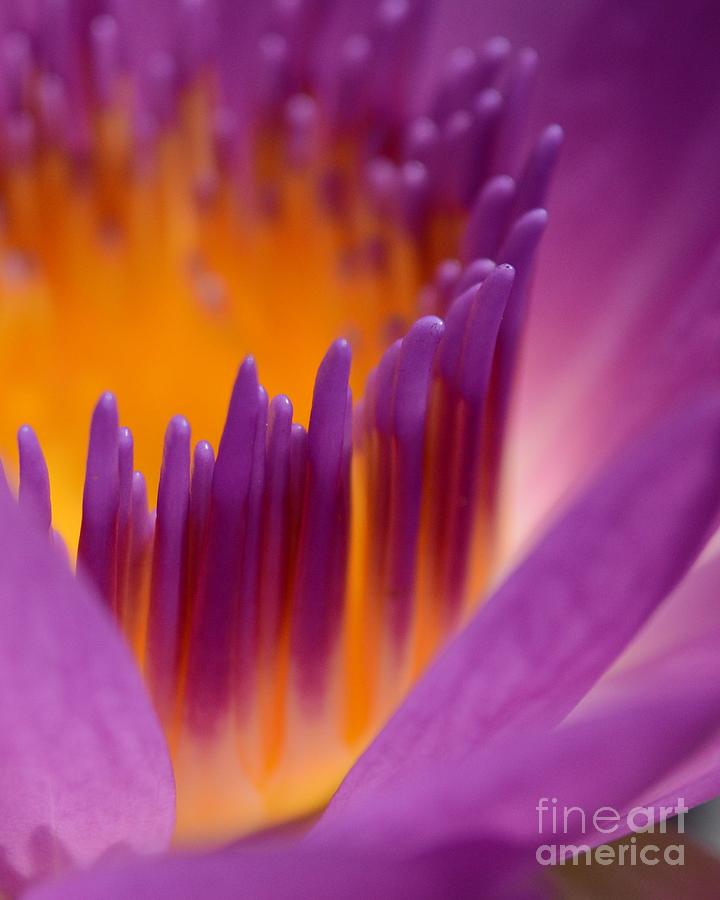 Lily Photograph - Within Heavens Reach by Chad and Stacey Hall