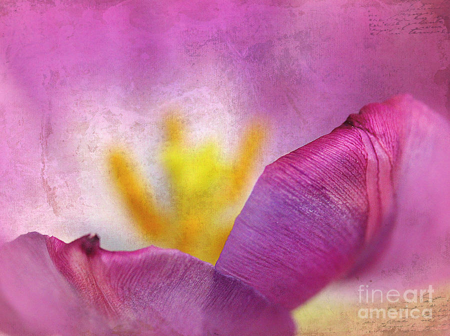Within the Tulip Photograph by Judi Bagwell