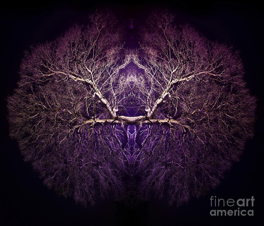 Tree Photograph - Within by Tim Gainey